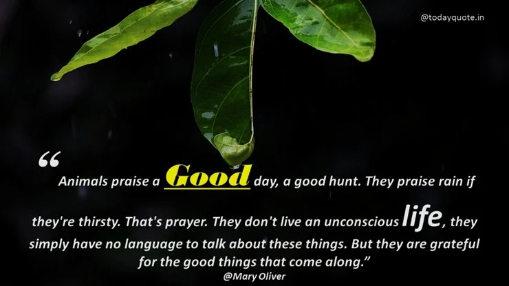 rain day quotes
